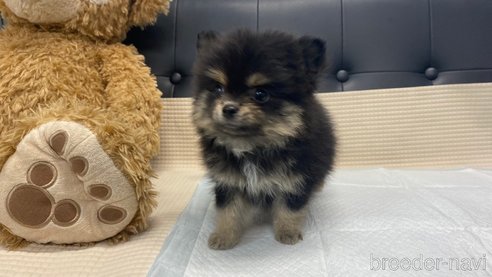 成約済の兵庫県のポメチワ:ポメラニアン×チワワ-343422の5枚目
